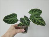 Philodendron Verrucosum mažyliai samanose - nuotraukos Nr. 2