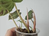 Philodendron Verrucosum mažyliai samanose - nuotraukos Nr. 3