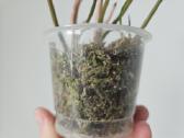 Philodendron Verrucosum mažyliai samanose - nuotraukos Nr. 4