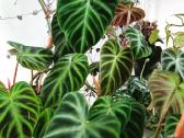 Philodendron Verrucosum mažyliai samanose - nuotraukos Nr. 5