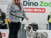 Australų aviganių veislynas "Aksominė širdis" - nuotraukos Nr. 37