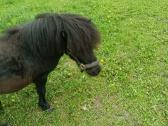 Ponis