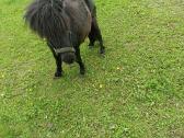 Ponis - nuotraukos Nr. 3
