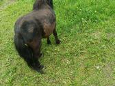 Ponis - nuotraukos Nr. 4