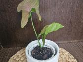 Syngonium