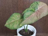 Syngonium - nuotraukos Nr. 3