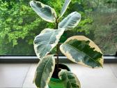 Plačialapis fikusas vazone - nuotraukos Nr. 2