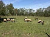 Suffolk avys - nuotraukos Nr. 2