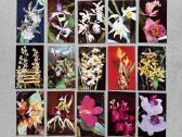 Orchidėjų atviručių rinkinys - nuotraukos Nr. 4
