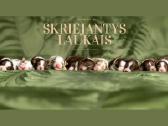 Australų aviganių vada - nuotraukos Nr. 2