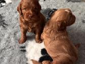 Australian Labradoodle šuniukai,su Wala dokum. - nuotraukos Nr. 8
