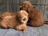 Australian Labradoodle šuniukai,su Wala dokum. - nuotraukos Nr. 10