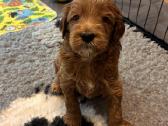 Australian Labradoodle šuniukai,su Wala dokum. - nuotraukos Nr. 11