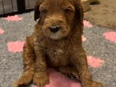 Australian Labradoodle šuniukai,su Wala dokum. - nuotraukos Nr. 12