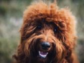 Australian Labradoodle šuniukai,su Wala dokum. - nuotraukos Nr. 13