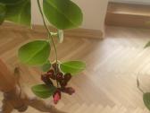Aeschynanthus - nuotraukos Nr. 10