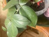Aeschynanthus - nuotraukos Nr. 11