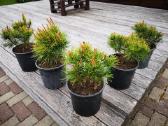 Kalnines puseles