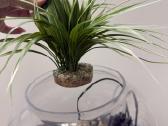 Apvalus akvariumas - nuotraukos Nr. 2