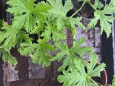 Kvapioji pelargonija ( Jeronimas) - nuotraukos Nr. 3