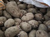 Bulves 1t - 60€ pasarines, nerusiuotos maistines