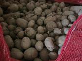 Bulves 1t - 60€ pasarines, nerusiuotos maistines - nuotraukos Nr. 2