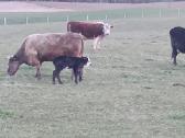 Hereford - nuotraukos Nr. 5