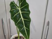Alocasia Frydek