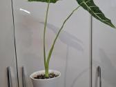 Alocasia Frydek - nuotraukos Nr. 2