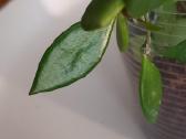 Hoya Pubera,bella,curtisiai - nuotraukos Nr. 3