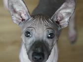 American hairless terrier