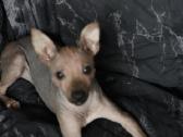 American hairless terrier - nuotraukos Nr. 2