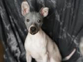 American hairless terrier - nuotraukos Nr. 3