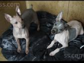 American hairless terrier - nuotraukos Nr. 4