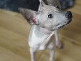 American hairless terrier - nuotraukos Nr. 5