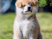 Kilmingi Japonų Akita šuniukai su dokumentais - nuotraukos Nr. 8