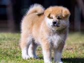 Kilmingi Japonų Akita šuniukai su dokumentais - nuotraukos Nr. 9