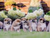 Kilmingi Japonų Akita šuniukai su dokumentais - nuotraukos Nr. 11