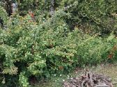 Parduodu svarainių sodinukus - nuotraukos Nr. 3