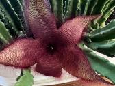 Stapelija Grandiflora ir Variegata - nuotraukos Nr. 3