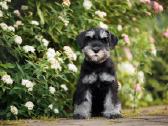 Miniature schnauzer puppy