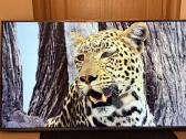 Xiaomi Mi Smart 4S 55 coliu 4k Android TV