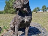 Cane Corso šuniukai su Fci dokumentais