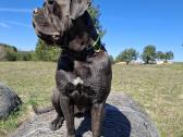 Cane Corso šuniukai su Fci dokumentais - nuotraukos Nr. 2
