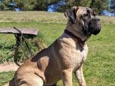 Cane Corso šuniukai su Fci dokumentais - nuotraukos Nr. 3