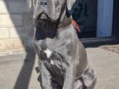Cane Corso šuniukai su Fci dokumentais - nuotraukos Nr. 4