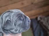 Grynaveisliai Cane Corso šuniukai su Ksu/fci dokum - nuotraukos Nr. 2