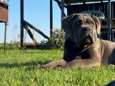 Grynaveisliai Cane Corso šuniukai su Ksu/fci dokum - nuotraukos Nr. 3