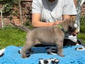 Grynaveisliai Cane Corso šuniukai su Ksu/fci dokum - nuotraukos Nr. 4
