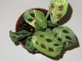 Parduodu Maranta leuconeura var. kerchoveana. - nuotraukos Nr. 2